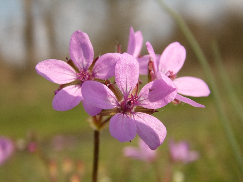 Erodium cicutarium